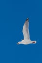 Calling herring gull flying in blue sky Royalty Free Stock Photo