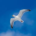 Calling herring gull flying in blue sky Royalty Free Stock Photo