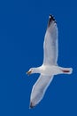 Calling herring gull flying in blue sky