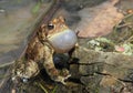 Calling Male American Toad Royalty Free Stock Photo