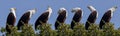 African Fish Eagle - Chobe National Park - Botswana