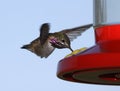 Calliope Hummingbird