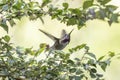 Calliope Hummingbird bird