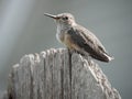 Calliope hummingbird close-up on fence