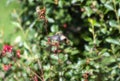 A Calliope Hummingbird Selasphorus calliope Drinks Nectar from Red Coral Bell Flowers Heuchera During Migration