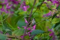 Calliope Hummingbird, Selasphorus calliope, Sitting in Bushes in Oaxaca, Mexico