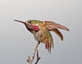 Calliope Hummingbird