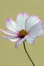 Calliopsis Royalty Free Stock Photo