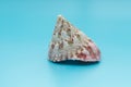 Calliostoma shell on blue Royalty Free Stock Photo