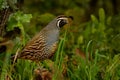 Callipepla californica - California quail Royalty Free Stock Photo