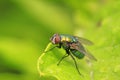 Calliphora erythrocephala on plant Royalty Free Stock Photo
