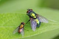 Calliphora erythrocephala Royalty Free Stock Photo