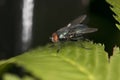 Calliphora vicina, large fly on a leaf