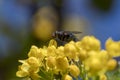 Calliphora vicina