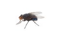 Blue blowfly isolated on white background, Calliphora vicina Royalty Free Stock Photo