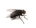 Blue blowfly isolated on white background, Calliphora vicina Royalty Free Stock Photo