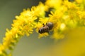 Calliphora vicina is a member of the family Calliphoridae, which includes blow flies and bottle flies. Rest on a golden rod