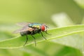 Calliphora vicina on plant Royalty Free Stock Photo
