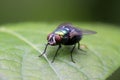 Calliphora vicina on plant Royalty Free Stock Photo