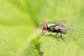 Calliphora vicina on plant Royalty Free Stock Photo