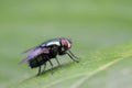 Calliphora vicina on plant Royalty Free Stock Photo