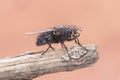Calliphora vicina urban bluebottle blowfly fly metallic blue with black drawings on orange pink background Royalty Free Stock Photo