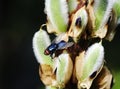 Calliphora vomitoria - bluebottle fly Royalty Free Stock Photo