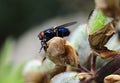 Calliphora vomitoria - bluebottle fly Royalty Free Stock Photo