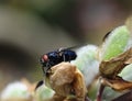 Calliphora vomitoria - bluebottle fly Royalty Free Stock Photo