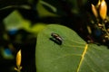 Calliphoridae also known as blow flies, blow-flies, carrion flies, bluebottles, green bottles, or cluster flies on Syringa lilac