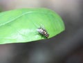 Calliphoridae family blow fly shining Royalty Free Stock Photo