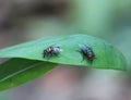 Two Calliphoridae family carrion flies on a leaf