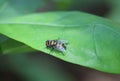 Blow fly dorsal view on a green leaf Royalty Free Stock Photo
