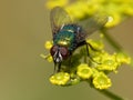 Calliphoridae fly on a yellow flower Royalty Free Stock Photo