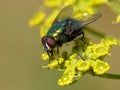 Calliphoridae fly on a yellow flower Royalty Free Stock Photo