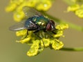 Calliphoridae fly on a yellow flower