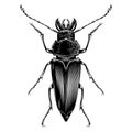 Callipogon beetle illustration vector Royalty Free Stock Photo