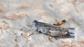 Eurasian Pincer Grasshopper, Crete