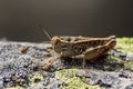 Calliptamus barbarus is an insect of the genus Calliptamus, in the grasshopper family