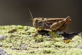 Calliptamus barbarus is an insect of the genus Calliptamus, in the grasshopper family