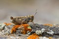 Calliptamus barbarus is an insect of the genus Calliptamus, in the grasshopper family