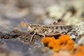 Calliptamus barbarus is an insect of the genus Calliptamus, in the grasshopper family