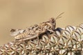 Calliptamus cf barbarus Eurasian Pincer Grasshopper grasshopper feeding on a toxic plant Urginea maritima