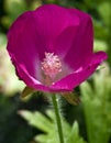 Callirhoe involucrata