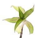 Callisia fragrans Royalty Free Stock Photo