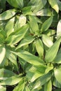 Callisia Fragrans leaf plant on farm