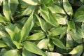 Callisia Fragrans leaf plant on farm