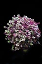 Callisia repens on dark background