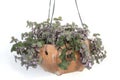 Callisia Repens, Love man tree or Mini Turtle Plant hanging in brown pot on white background.