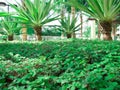 Callisia Repens, Turtle Vine or Inch Plant